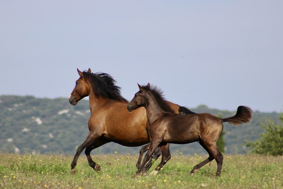 Deux chevaux en liberté au galop dans un pré au pied des collines – domaine privé retreat Access Flow